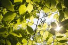 pixabayvaliphotosleaves3089991_1280__Copie.jpg
